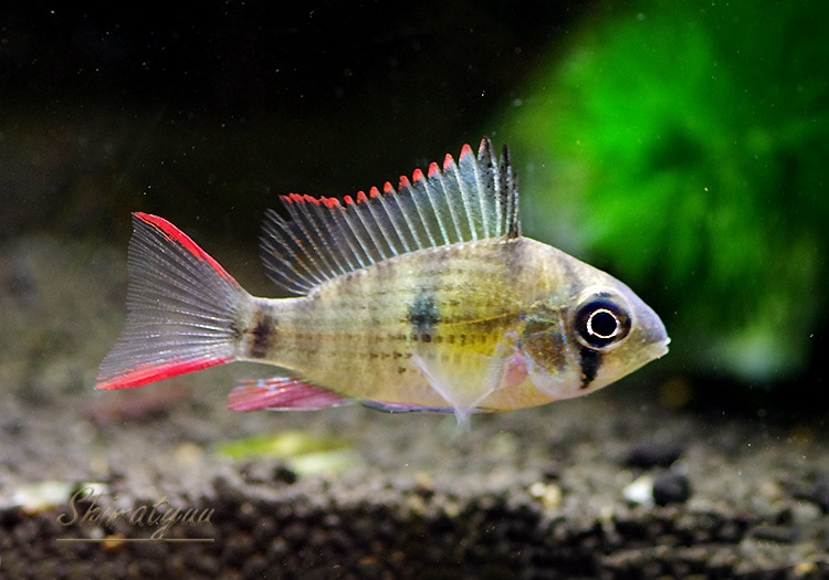 �ߥ��������ե�������������ƥ��ԥΡ������ףɣ̣ġ�3ɤ