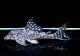 ����ʪ�����Ρ��١��롦�ڥ���ƥ�����WILD���ȥ��åѡ��ͥ����ɡ�No.01
