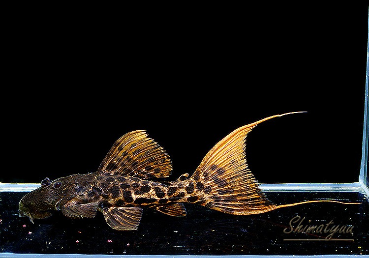 一点物 スーパーレッドタイタニックトリム 大き目サイズ No.03