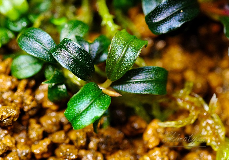 ����ʪ��Bucephalandra sp. Mini Velvet  2020.10��No.36