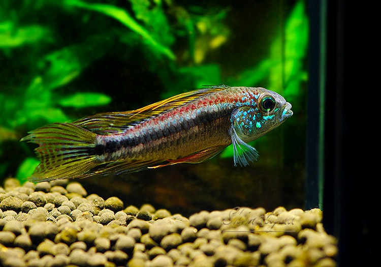 𡡥ӥ˥ȥꥪʥʥɡףɣ̣ġУ