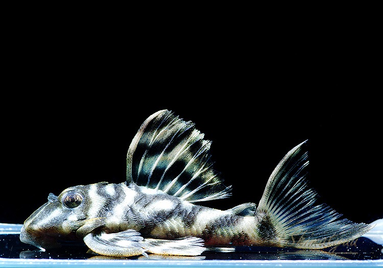 ����ʪ�����������ӥ�ڥ���ƥ������ȥ�����ɡ�WILD��No.05