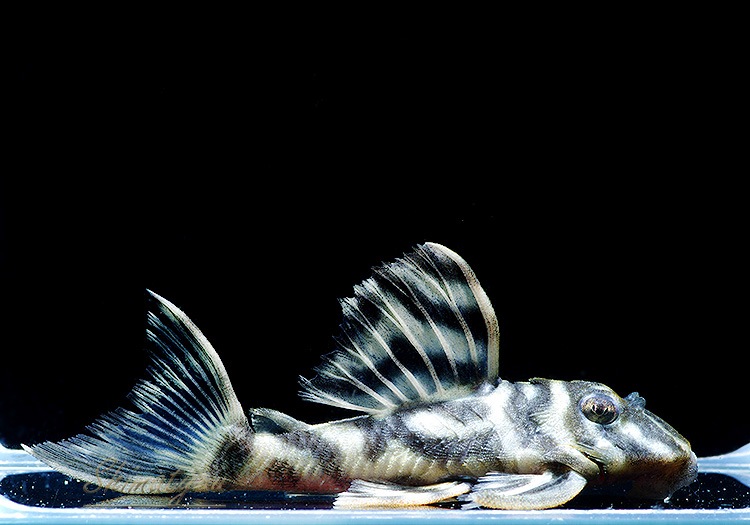 ����ʪ�����������ӥ�ڥ���ƥ������ȥ�����ɡ�WILD��No.05