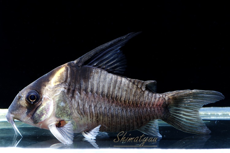 C��쥻�å�����WILD��1ɤ