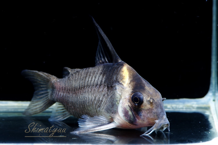 C��쥻�å�����WILD��1ɤ