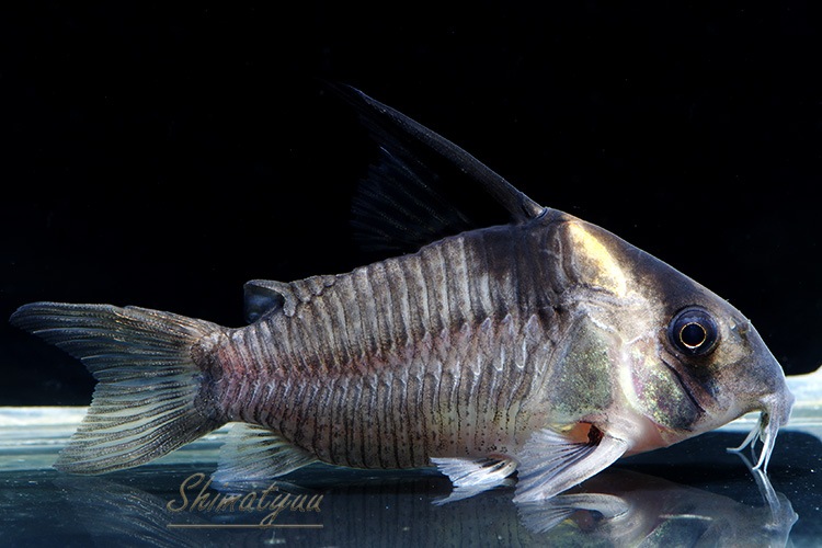 C��쥻�å�����WILD��1ɤ