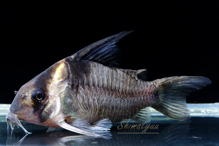 C��쥻�å�����WILD��1ɤ