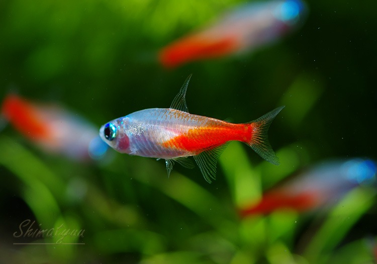 熱帯魚 ゴールデンダイヤモンドヘッド ネオンテトラ 30匹 熱帯魚 カラシンｂｒeed Aqua F東京店通販ショップ
