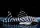 ����ʪ����-333���ۥ磻�ȥ�����를�֥顡No.06