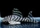 ����ʪ����-333���ۥ磻�ȥ�����를�֥顡No.06