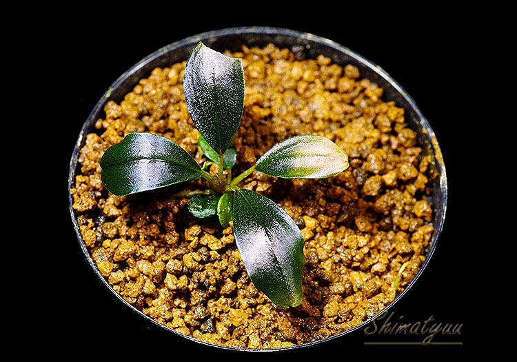 一点物 Bucephalandra sp. Black Swan 2020.10 No.37 | 水草・観葉植物