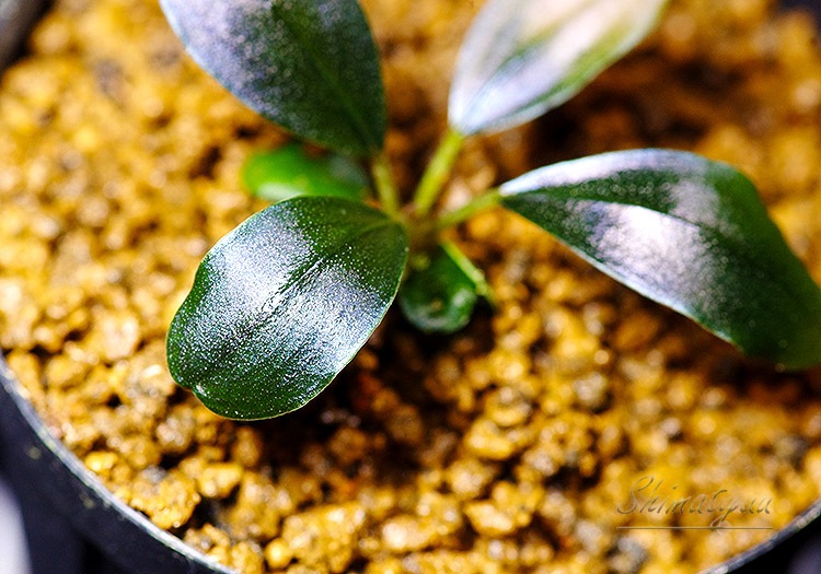 ����ʪ��Bucephalandra sp. Black Swan  2020.10��No.37