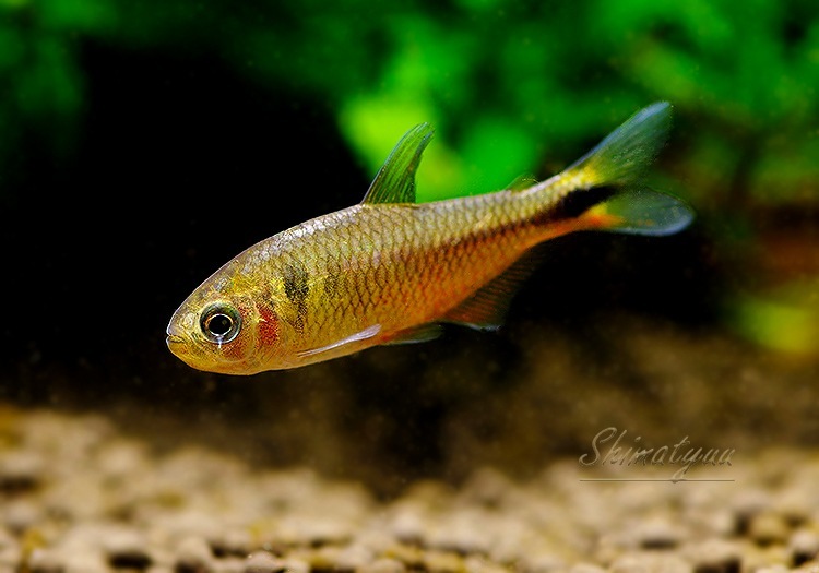 ��Ǯ�ӵ��ۡ��������ե�����ƥȥ顡WILD��3ɤ