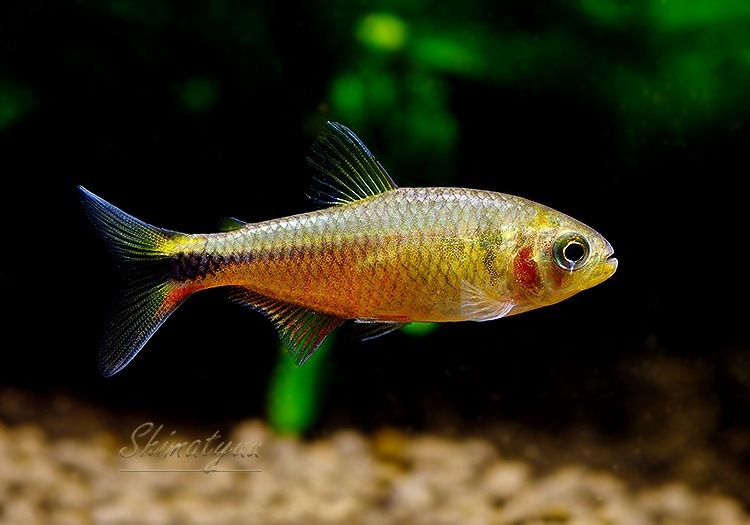 ��Ǯ�ӵ��ۡ��������ե�����ƥȥ顡WILD��3ɤ