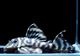 ����ʪ�����������ӥ�ڥ���ƥ������ȥ�����ɡ�WILD��No.06