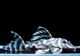 ����ʪ�����������ӥ�ڥ���ƥ������ȥ�����ɡ�WILD��No.06