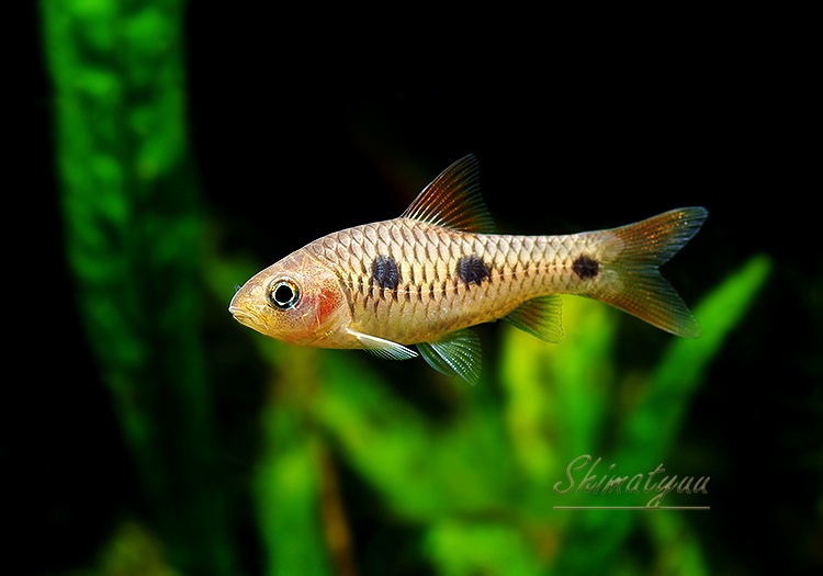 ��Ǯ�ӵ��ۡ����꡼���ݥåȥХ�֡��ȥ��˥��ɡ�WILD��3ɤ