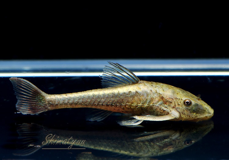 ��Ǯ�ӵ��ۡ������ɥȥƥ��ꥹ������ͥ���󥷥���pseudotothyris  janeirensis�ˡ�3ɤ