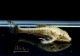 ��Ǯ�ӵ��ۡ������ɥȥƥ��ꥹ������ͥ���󥷥���pseudotothyris  janeirensis�ˡ�3ɤ
