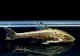 ��Ǯ�ӵ��ۡ������ɥȥƥ��ꥹ������ͥ���󥷥���pseudotothyris  janeirensis�ˡ�3ɤ