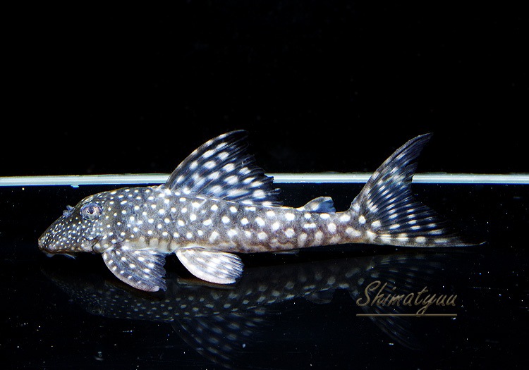 ����ʪ�����Ρ��١��롦�ڥ���ƥ�����WILD���ȥ��åѡ��ͥ����ɡ�No.03