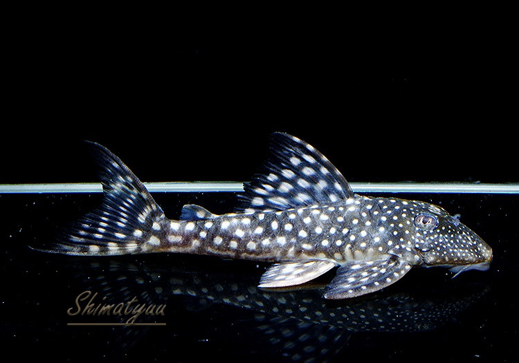 ����ʪ�����Ρ��١��롦�ڥ���ƥ�����WILD���ȥ��åѡ��ͥ����ɡ�No.03