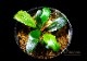 ����ʪ��Bucephalandra sp. Super Blue Red  2020.7��No.38