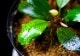 ����ʪ��Bucephalandra sp. Super Blue Red  2020.7��No.38