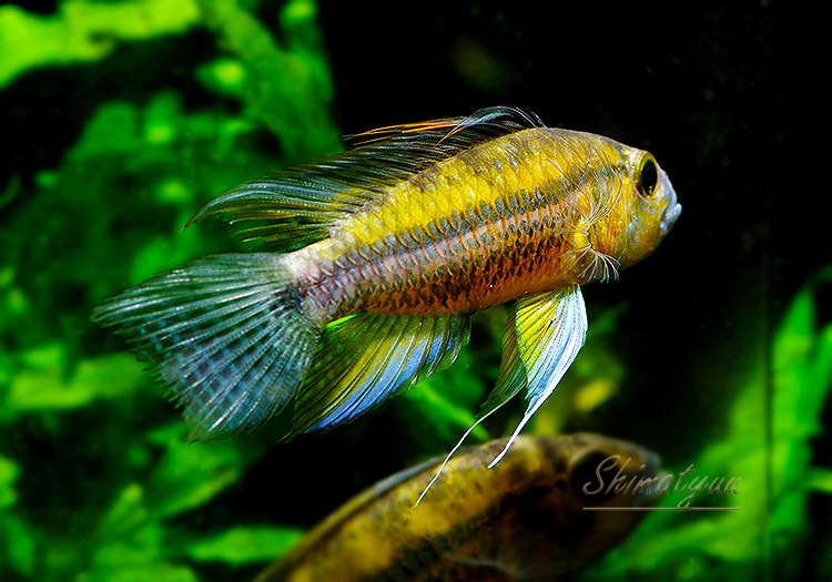 Ap �����ȥ������ǥ�������Rio Nanay Peru�ɡ��ףɣ̣ġ����У�