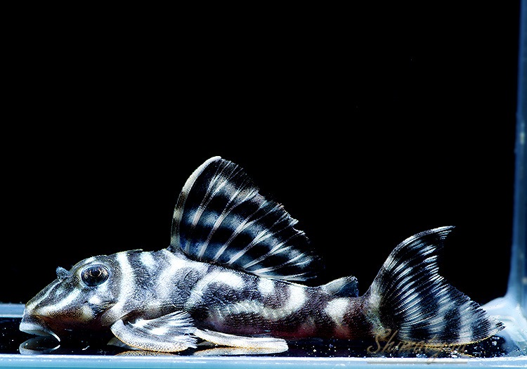 ����ʪ�����������ӥ�ڥ���ƥ������ȥ�����ɡ�WILD��No.07