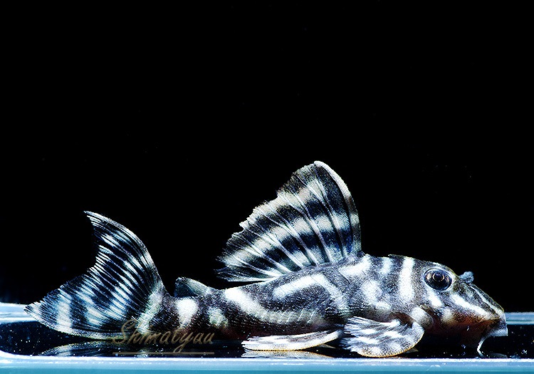 ����ʪ�����������ӥ�ڥ���ƥ������ȥ�����ɡ�WILD��No.07