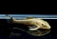 ��Ǯ�ӵ��ۡ������ɥȥƥ��ꥹ������ͥ���󥷥���pseudotothyris  janeirensis�ˡ�1ɤ
