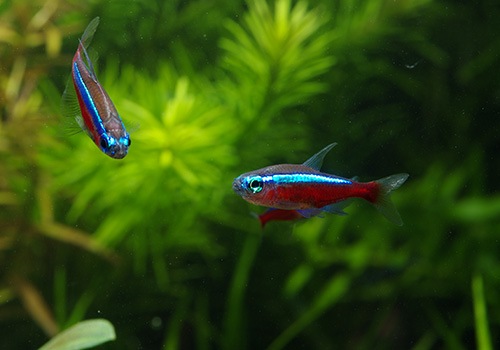 ��Ǯ�ӵ��ۡ��������ʥ�ƥȥ顡WILD���ȥꥪ���ӥ�����ɡ�10ɤ