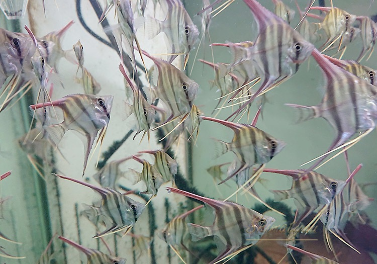 ��Ǯ�ӵ��ۡ����륿�२�󥼥롡��River Inirida-Orinoco�ɡ���M)��1ɤ