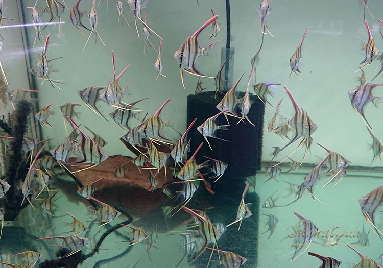 ��Ǯ�ӵ��ۡ����륿�२�󥼥롡��River Inirida-Orinoco�ɡ���M)��1ɤ