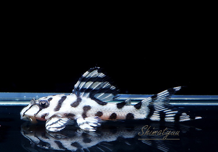 ����ʪ��L236���ꥢ�롦�ᥬ���饦�󥼥֥顡�����ѡ��ۥ磻�ȡ�No.02