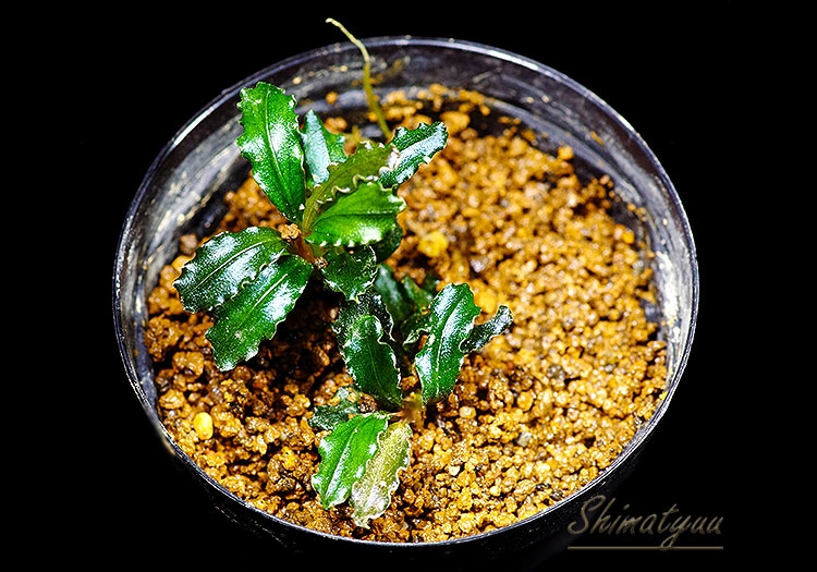 ブセファランドラミニファントム 一点物 Bucephalandra sp. Mini Phantom 大株 2020.10 No.42