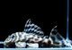 ����ʪ�����������ӥ�ڥ���ƥ������ȥ�����ɡ�WILD��No.08