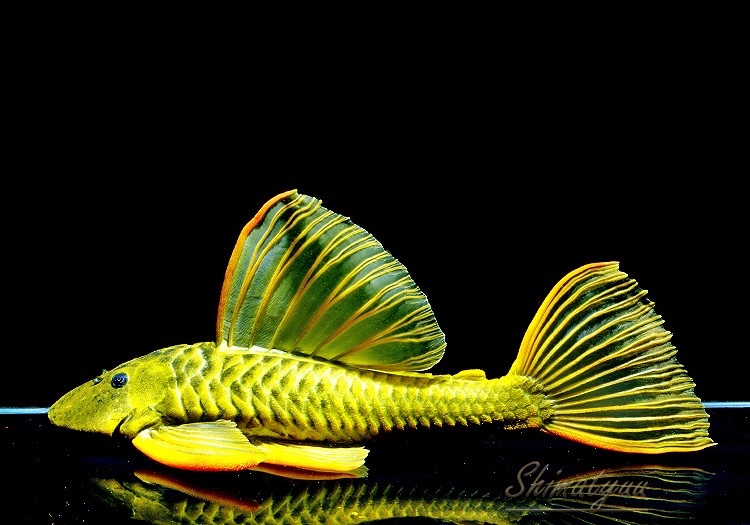 ����ʪ��������ǥ󥢥󥸥��ꥫ�����ȥѥ󥿥ʡ��뻺�ɡ�40.0cm��