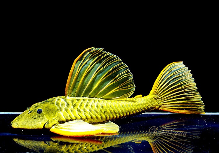 ����ʪ��������ǥ󥢥󥸥��ꥫ�����ȥѥ󥿥ʡ��뻺�ɡ�40.0cm��