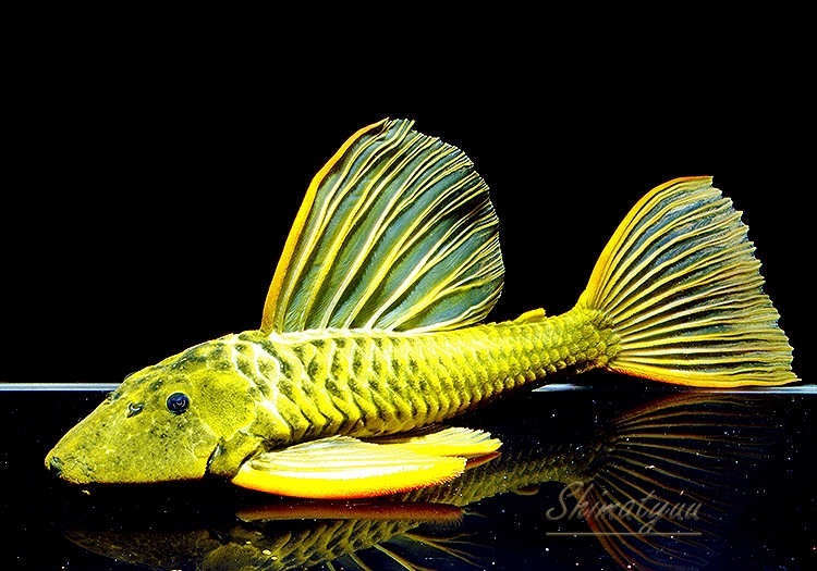 ����ʪ��������ǥ󥢥󥸥��ꥫ�����ȥѥ󥿥ʡ��뻺�ɡ�40.0cm��