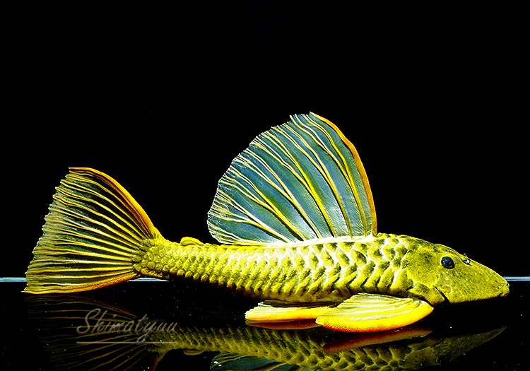 ����ʪ��������ǥ󥢥󥸥��ꥫ�����ȥѥ󥿥ʡ��뻺�ɡ�40.0cm��