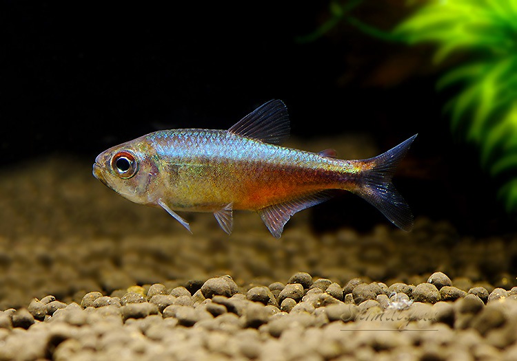 熱帯魚　ケララ 熱帯魚】 ピンクサファイアコギャルテトラ WILD ““マットグロッソ
