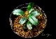 ����ʪ��Bucephalandra sp. Super Blue Red  2020.7��No.40