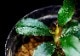 ����ʪ��Bucephalandra sp. Super Blue Red  2020.7��No.40