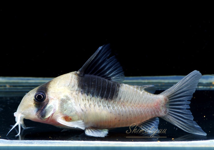 4_000000004112.jpg?1678209904