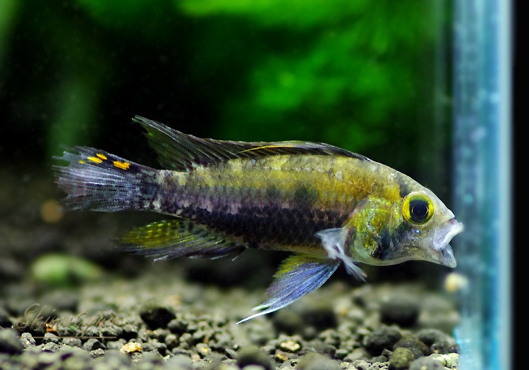 Ap �����ȥ������ǥ�������åɥ��åס��ףɣ̣ġ��ȥڥ롼�ɡ������У�