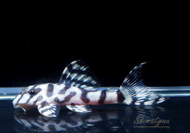 ����ʪ��L236���ꥢ�롦�ᥬ���饦�󥼥֥顡�����ѡ��ۥ磻�ȡ�No.04