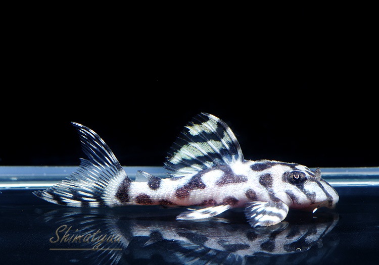 ����ʪ��L236���ꥢ�롦�ᥬ���饦�󥼥֥顡�����ѡ��ۥ磻�ȡ�No.04