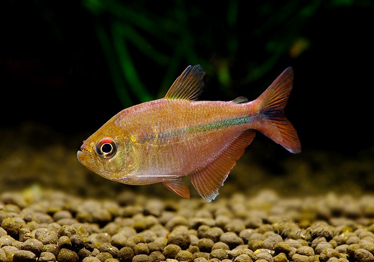 ドライ層  熱帯魚 水ピカピカ ドライ層 熱帯魚 水ピカピカ